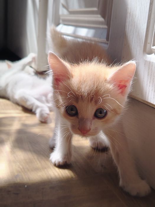 Отдам котят в добрые руки