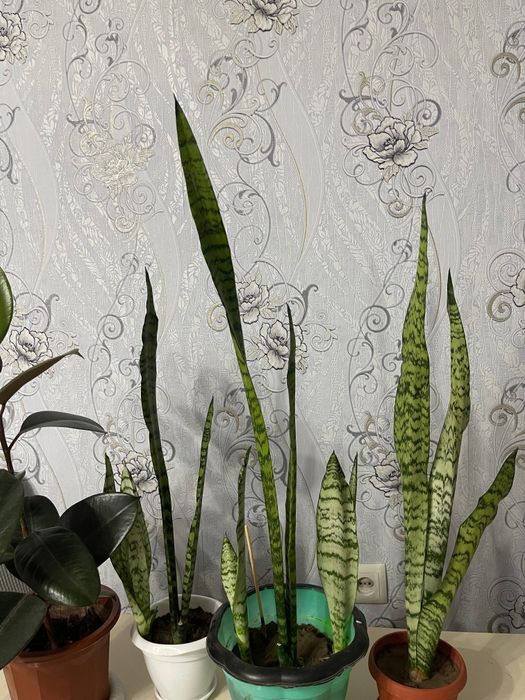 Комнатные цветы 1000