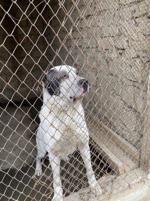 Алабай (Орта Азия овчаркасы)