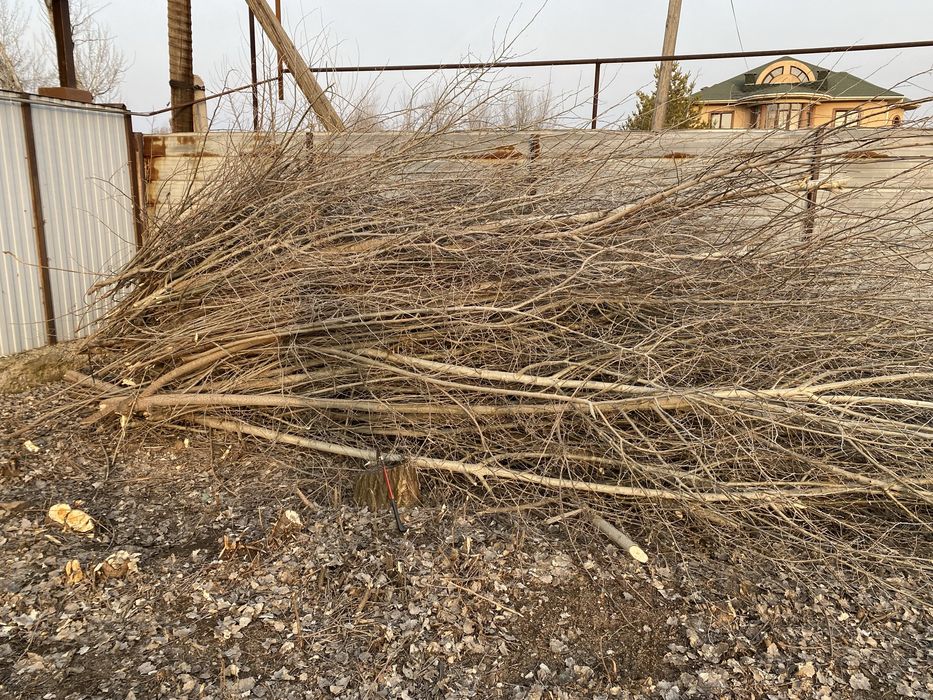 дрова бесплатно в любое время