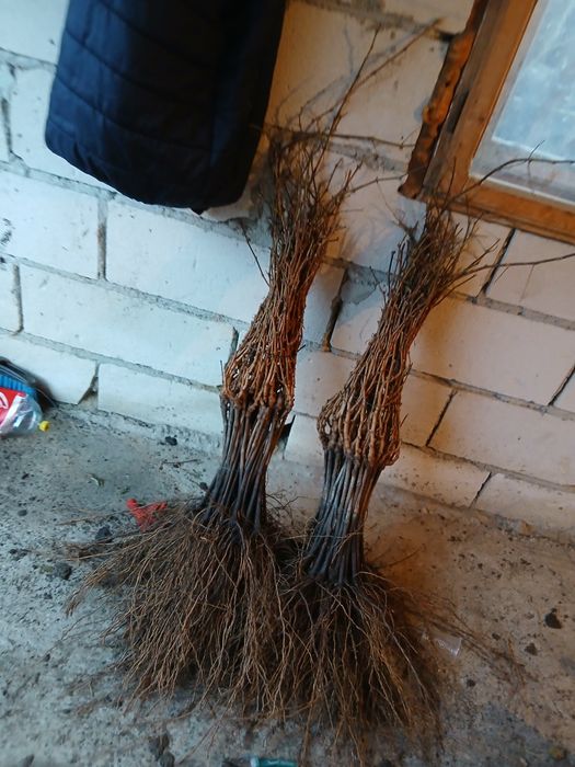 Producator si vand butasi vita de vie