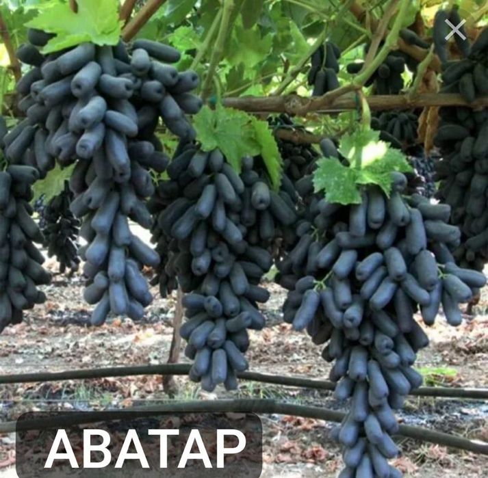 Узум кочатлар бор
