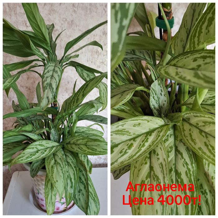 Продам домашние цветы!