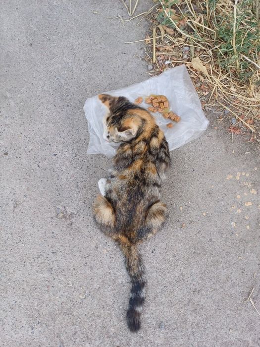 Пристраивается котенок в добрые руки.