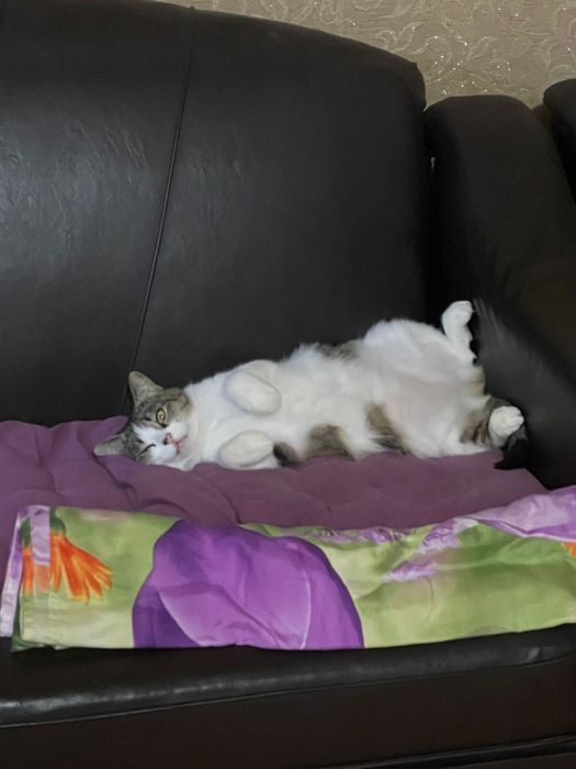 Кошку в добрые руки