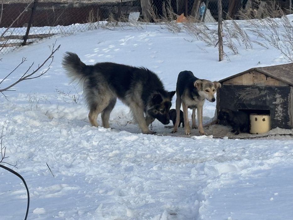 Отдам щенят бесплатно