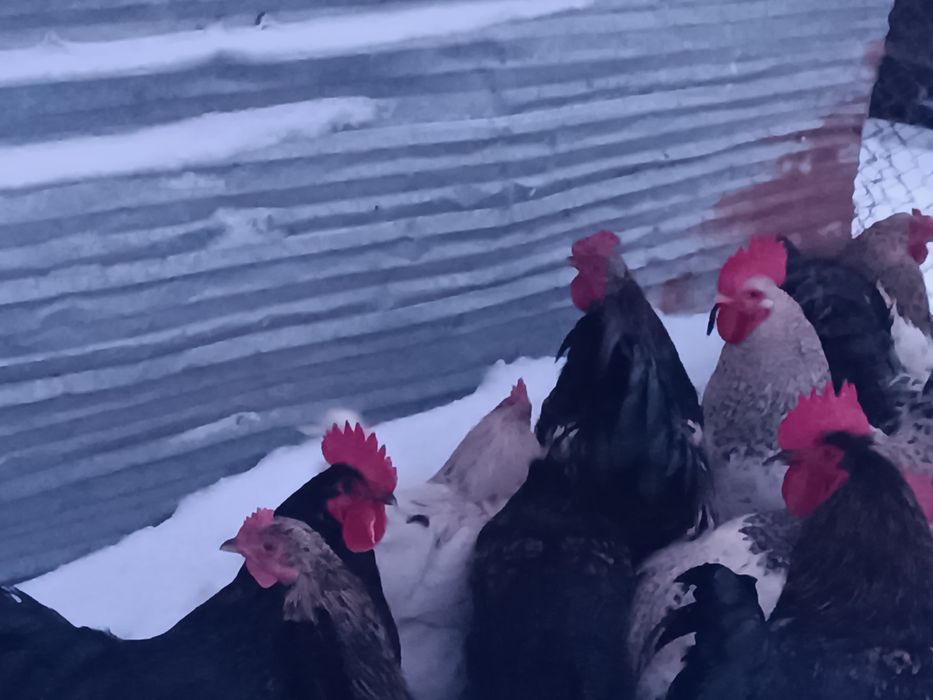 Әтештер бар 15 те