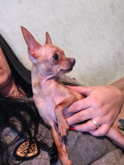 Мини чихуахуа на 1 година мъжко