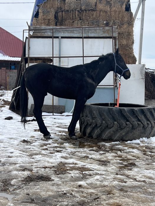 Айгыр Жеребец 7 Жасар
