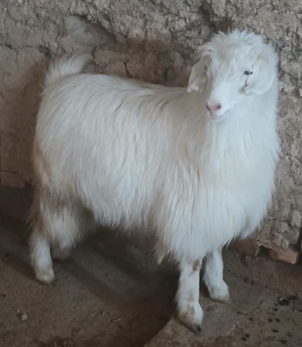 Семіз серке сатылады