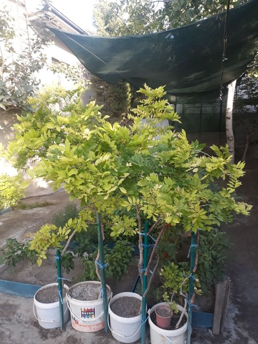 Глициния,штамбовой глициния.