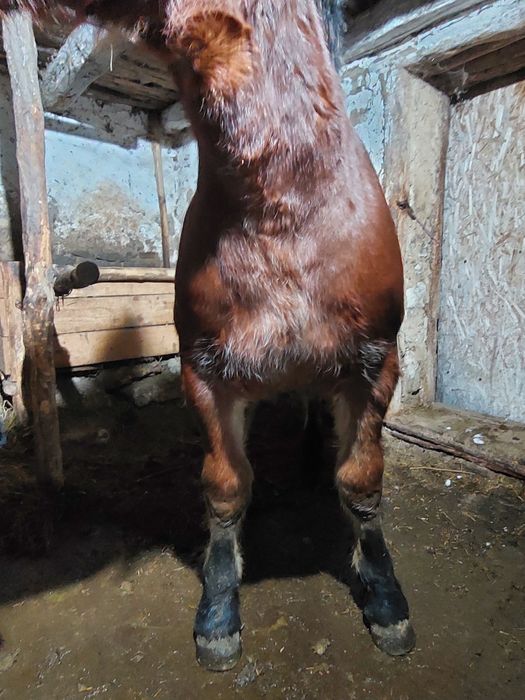 Vând mânz de 5 luni