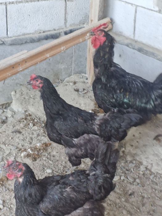 Tovuq va xoʻrozlar sotiladi Donasi 300.000sum
