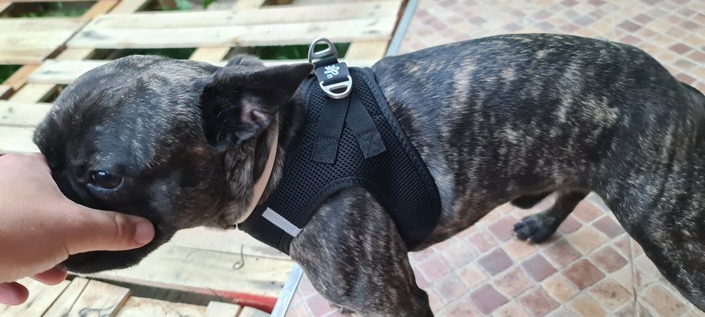 Ham CURLI mărimea Jack Russel