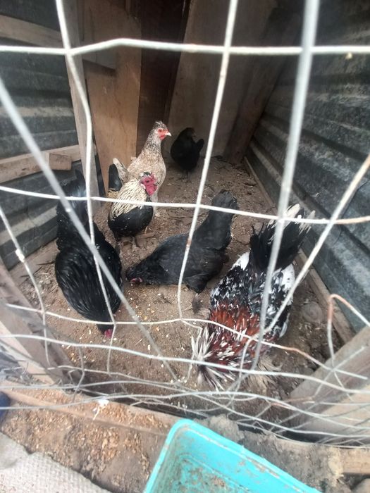 Япон товуклар ва хурозлар сотилади.