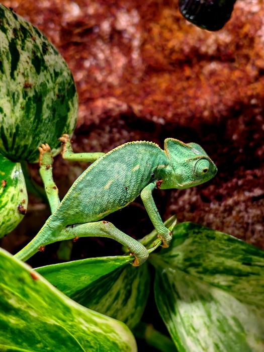 Gecko/Agama/Cameleon (reptile de vanzare)