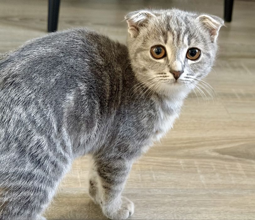 Кошка отдам в добрые руки