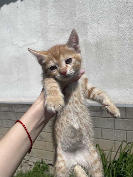 Отдам котят в добрые руки