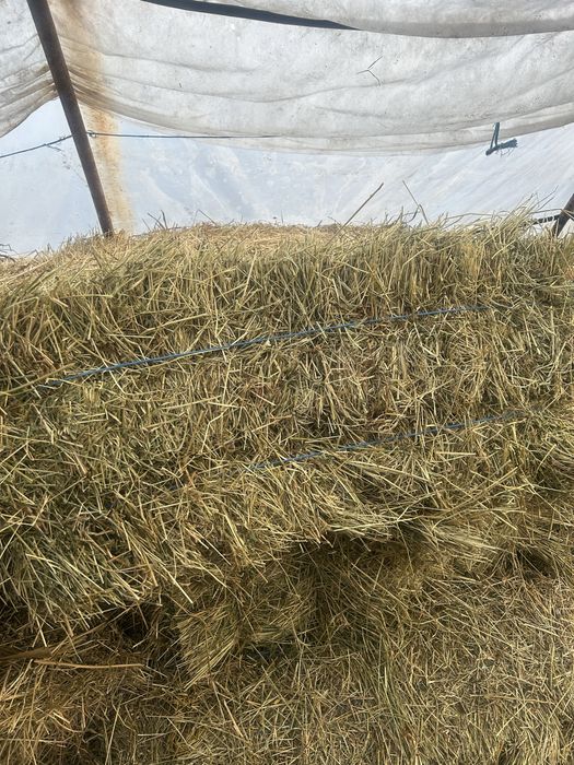 Vand baloti de lucerna , miriste si coceni