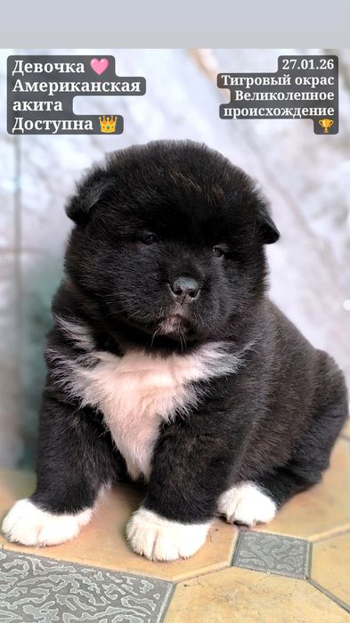 Продаются щенки Американской акиты