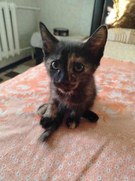 Отдам котята в добрые руки