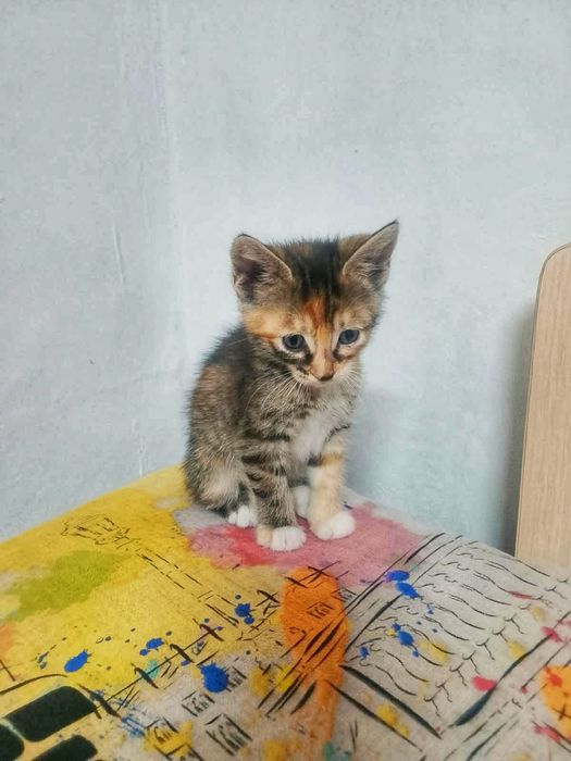 Отдам котят в добрые руки