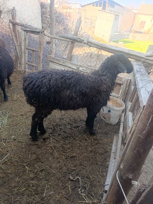 Туй ва маросимлар учун кучкорлар елтиб суйиб берамиз.