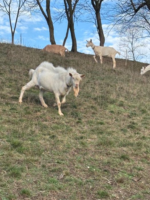 Vând țap rasa sanen