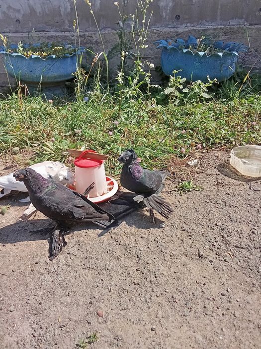 Голуби двухчюбые