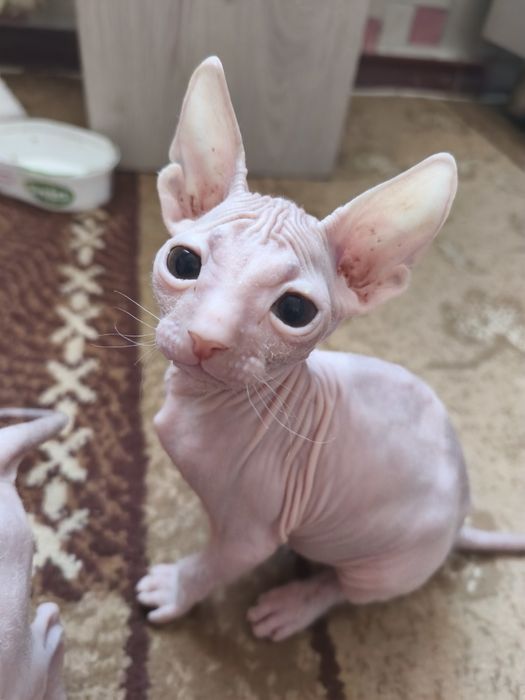 Продам котят донского сфинкса