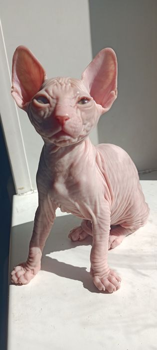 Котята сфинксы, один месяц.