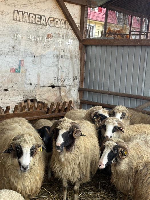 Vand 9 oii si 4 miei