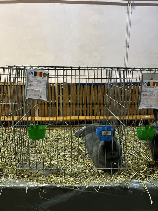 Iepuri vienez albastru