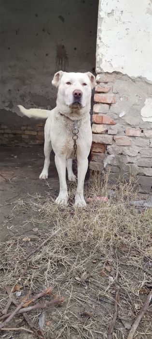 Алабай щенок Alabay bolasi