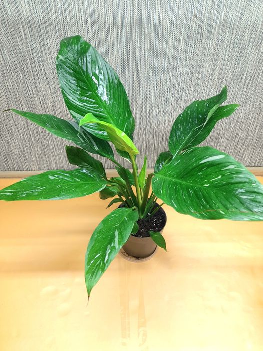 Продам Спатифиллум Блэк