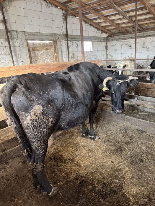 Vand trei vaci mai multe detali la telefon