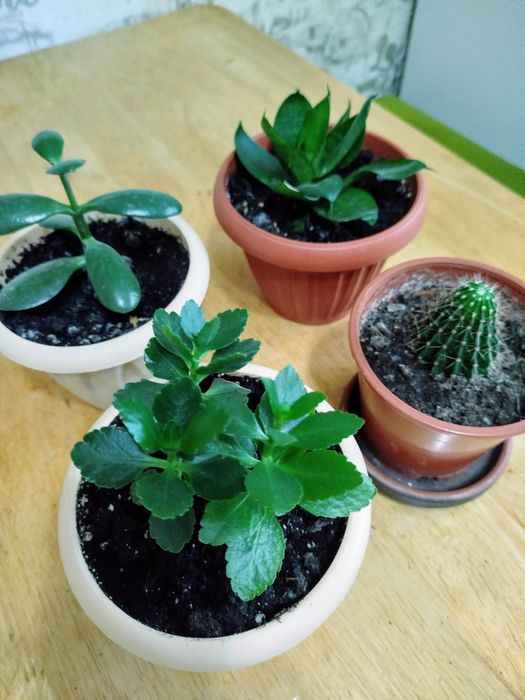 Комнатные растения.