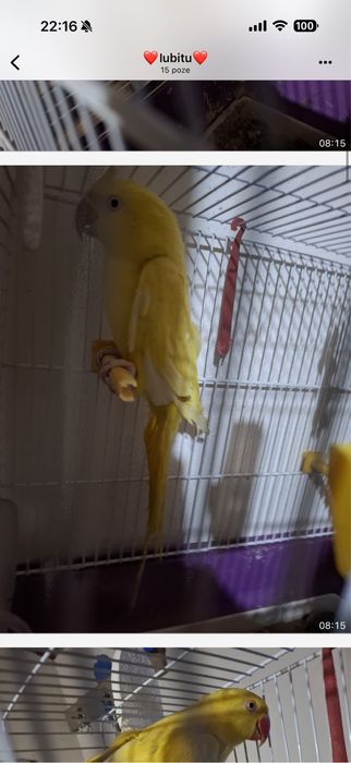 Vand papagal Micul Alexandru