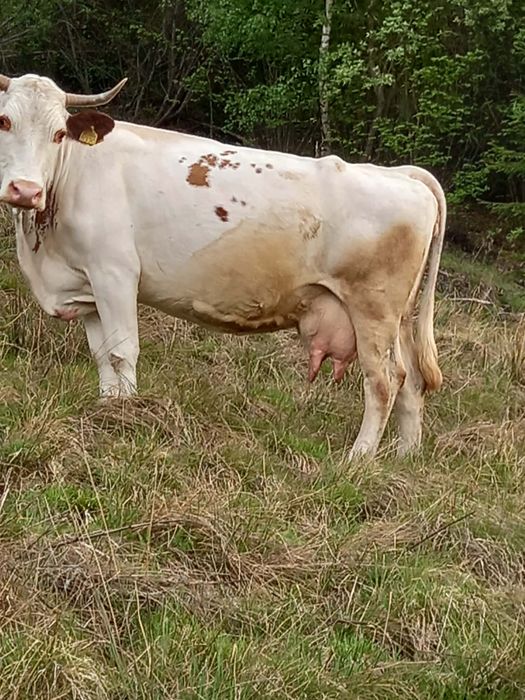 Vaca de vanzare
