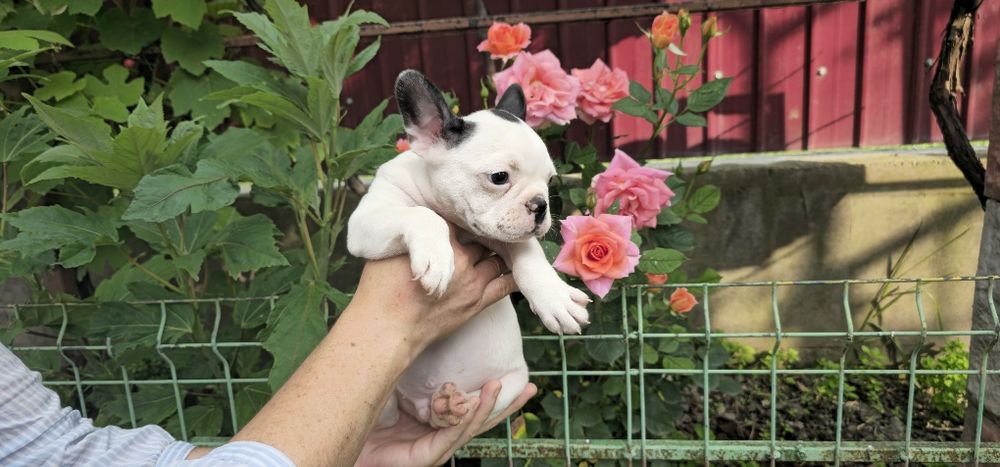 Bulldog francez mascul