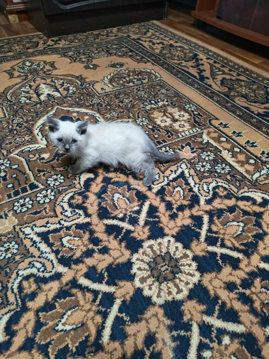 Отдам котят в хорошие руки