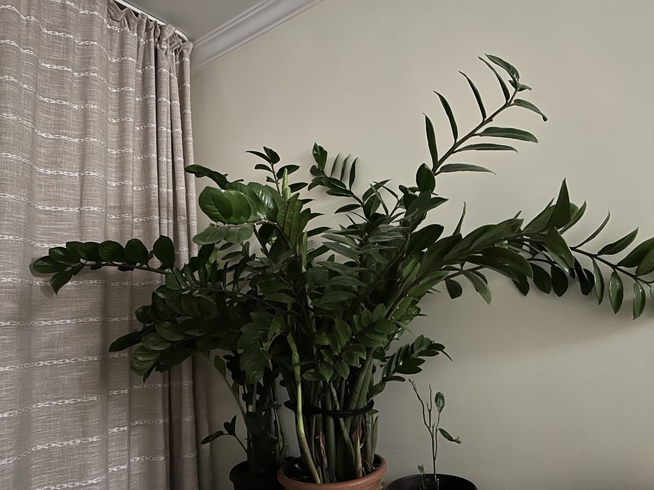 Замиокулькас (долларовое дерево) — пышный, здоровый, разросшийся!