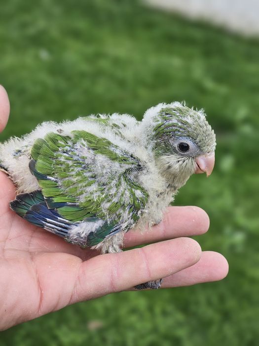 Pui papagali Agapornis si Calugar Crescuti sau pentru a fi crescuti la seringa