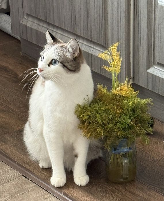 Коты в добрые руки