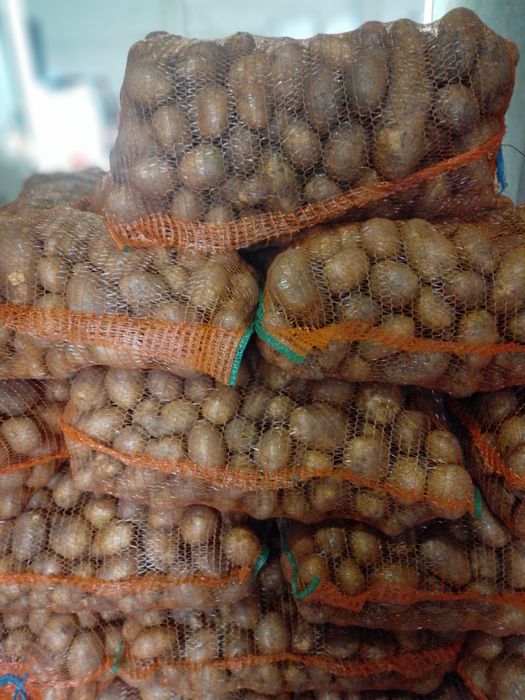 Vand cartofi alb si rosu 1 ron kg