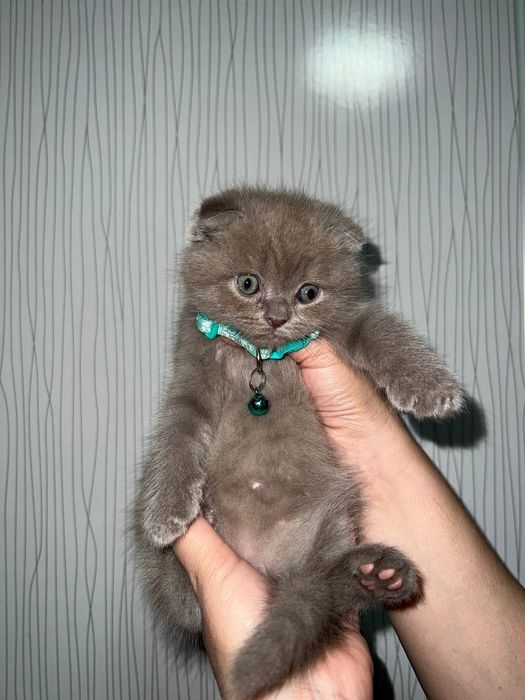 Продаются котята скоттиш фолд ,страйт