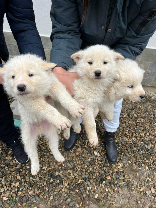 Подарявам кученца