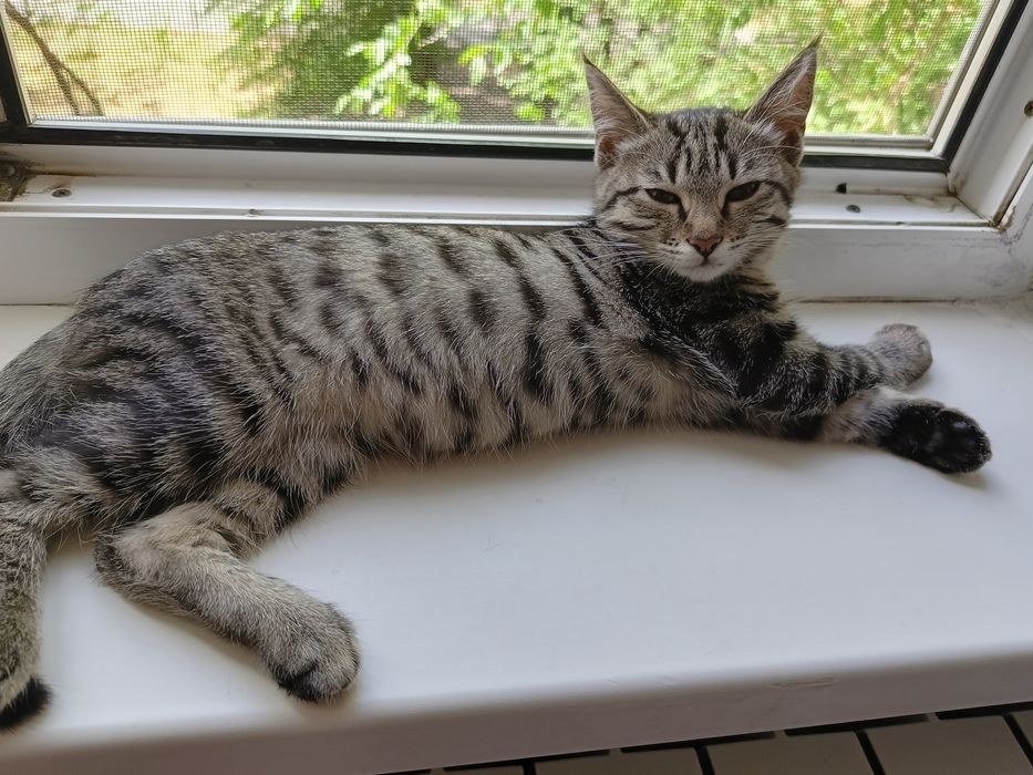Отдам котенка в добрые руки