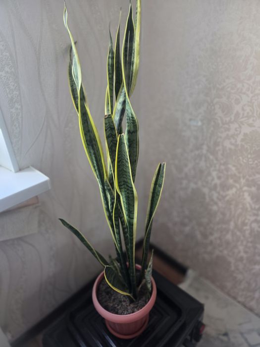 Продам.сансеверия