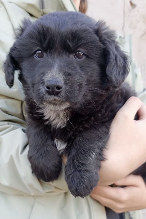 Щенки бесплатно!